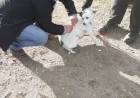 Vacunación de perros y gatos en el PVP Sur