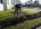 Nuevas rosas en el Palacio Municipal