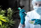 HCD: Promueven la investigación del uso de Cannabis en Pringles
