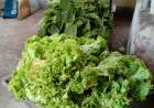 Acelga y lechuga para personas que reciben asistencia alimentaria