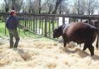 El Gran Campeón Angus se vendió en 425 mil pesos
