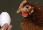 El Huevo o la Gallina