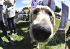 HCD:  Solicitan duplicar el número de castraciones caninas diarias