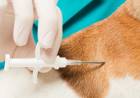 Este viernes comienza la colocación de chip y registro de perros potencialmente peligrosos