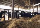 Campo: Estrategias para defenderse con los vacunos (carne o leche)