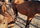 Condenan a un hombre a 3 meses de prisión por maltratar caballos en Coronel Pringles