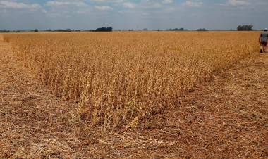 Emergencia Agropecuaria: se elevó el pedido ante el Ministerio de Desarrollo Agrario