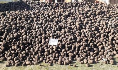 Empresa donó 28 toneladas de papa