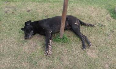 Envenenamiento de perros: el Municipio se presenta como denunciante