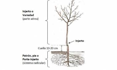 Plantación y poda de formación de los frutales