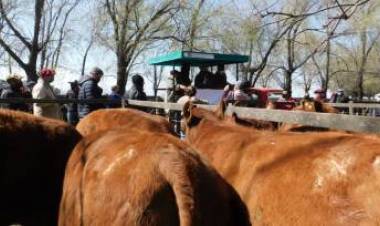 Remate Feria de Ganadera Salliqueló