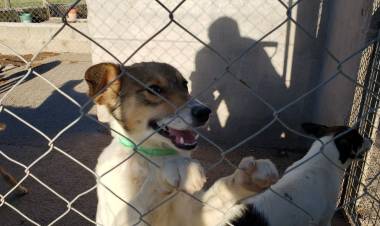 Vecinos se oponen a la captura de perros