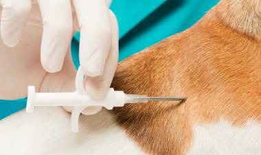 Este viernes comienza la colocación de chip y registro de perros potencialmente peligrosos