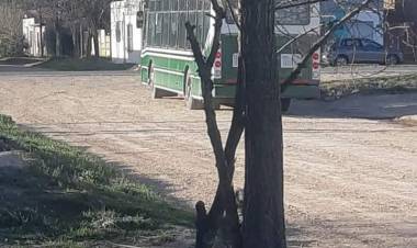Sobre la línea de micros urbana