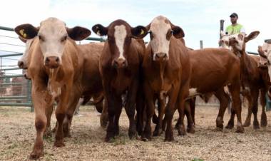 En el próximo remate de Ganadera Salliqueló se destacan toros de la Cabaña "Mayumana" 