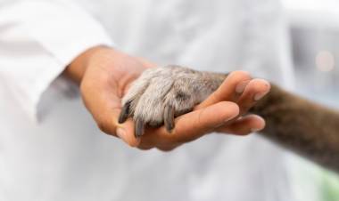 HCD: Propone un municipio libre de eutanasia y el equilibrio poblacional de perros y gatos