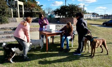 Campaña de Castración Masiva de Perros/as en el Club Divisorio
