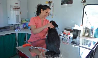 Castraciones de perros y gatos: Nuevo plan de trabajo para este año