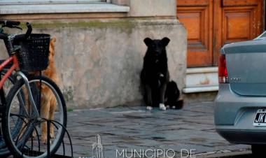 Tutoría responsable de animales