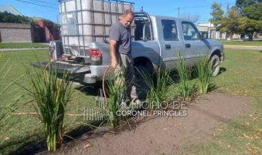 Plantación de árboles: Continúan las acciones en distintos sectores de la ciudad