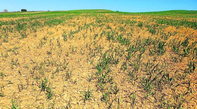 Emergencia Agropecuaria