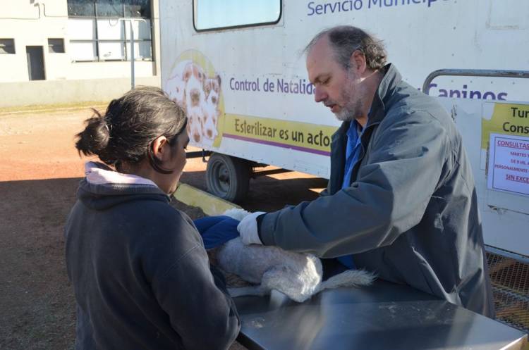 En noviembre el Castrador Móvil continuará en Plaza San Martín