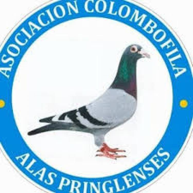Colombófilas: Los ganadores fueron Hugo Rodríguez en el Mixto y Daniel y Diego Garaicochea en Pichones