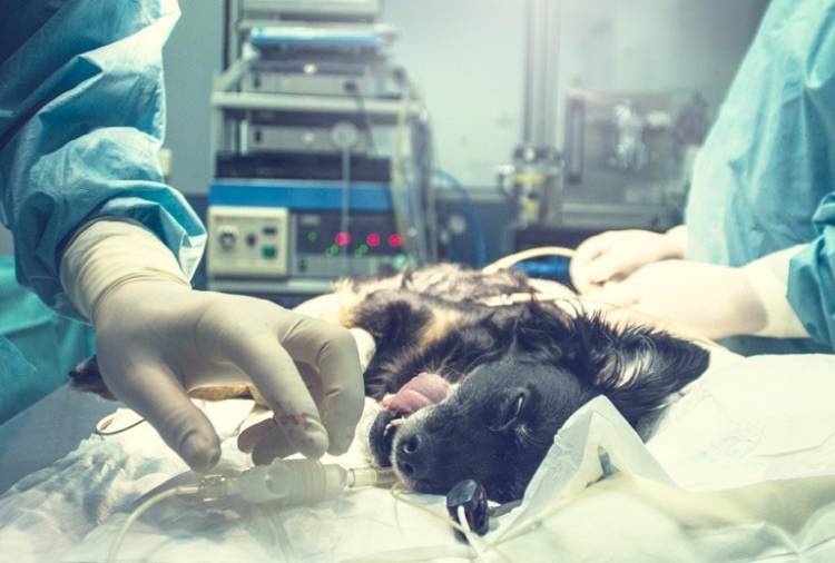 HCD: Solicita un Hospital Veterinario Público Móvil en Pringles