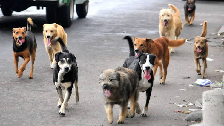 HCD: Proteccionistas de animales piden que se cumpla con la ley 13.879