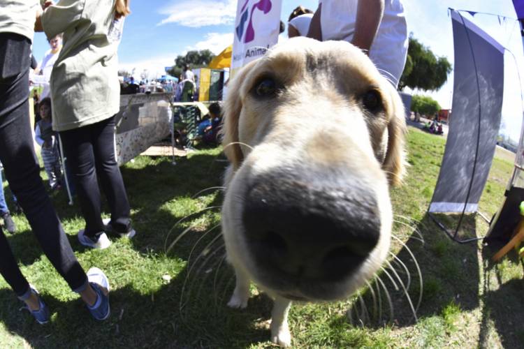 HCD:  Solicitan duplicar el número de castraciones caninas diarias
