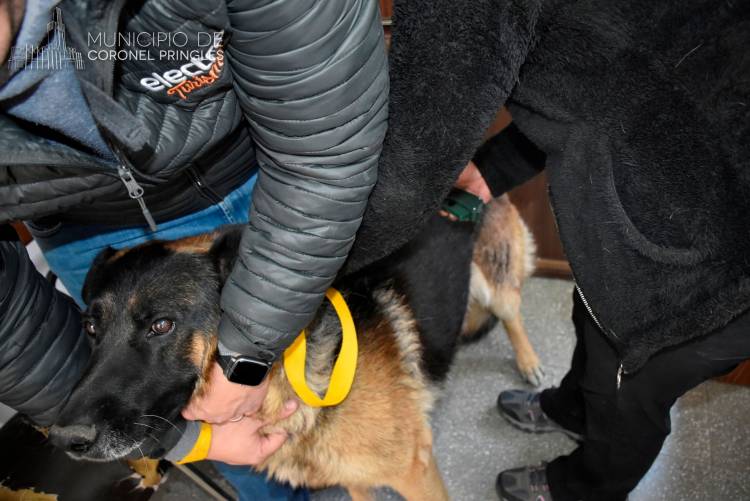 Un total de 15 mascotas recibieron el microchip