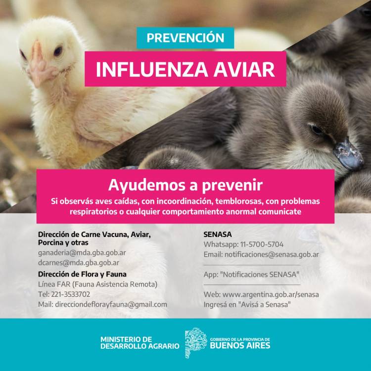 Gripe Aviar: Medidas de Prevención