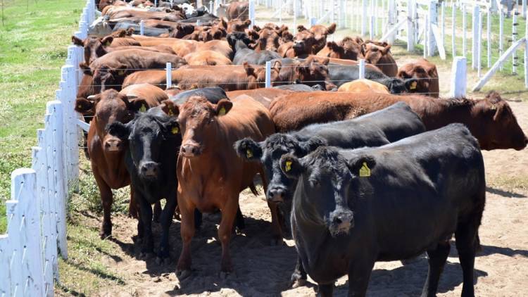 Remate de Ganadera Salliqueló diferido al fin de semana