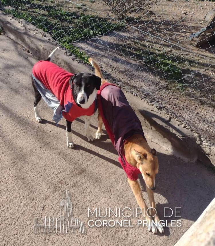Tenencia Responsable: Adopción