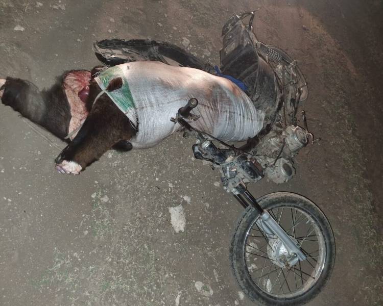 Coronel Pringles: Detienen a un hombre por matar dos vacas de un campo y llevarse la carne en moto