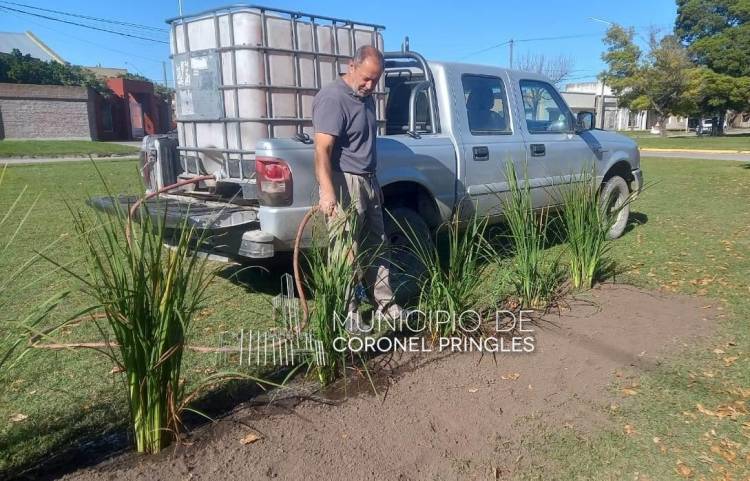 Plantación de árboles: Continúan las acciones en distintos sectores de la ciudad